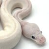 Python Royal Blue Eye Leucistic