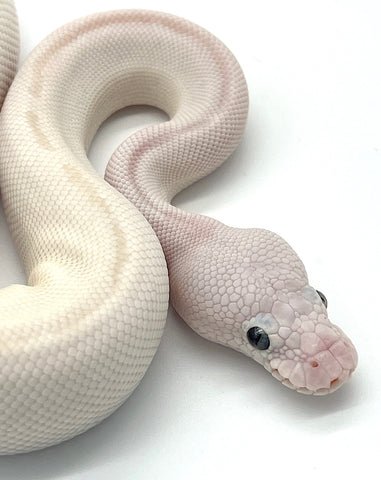 Python Royal Blue Eye Leucistic