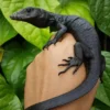 Black Dragon Varan d’eau à vendre