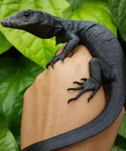 Black Dragon Varan d’eau à vendre