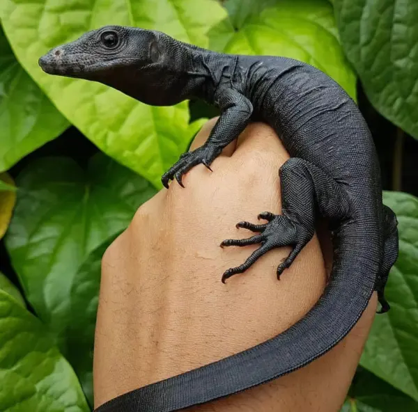 Black Dragon Varan d’eau à vendre