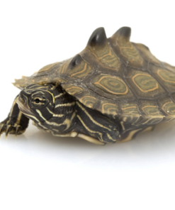 Tortue géographique à tubercules noirs (Black Knobbed Map Turtle) à vendre