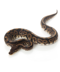 Black Pastel Ball Python à vendre