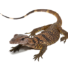 Varan à cou noir (Varanus rudicollis) à vendre