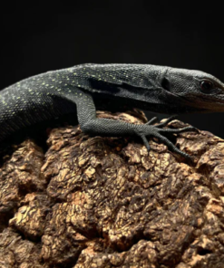 Varan arboricole noir (Varanus beccarii) à vendre