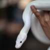 Black Eyed Leucistic Ball Python à vendre