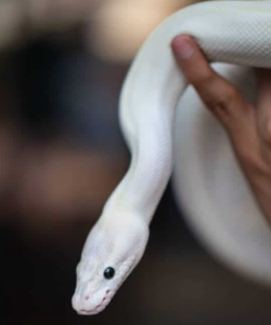 Black Eyed Leucistic Ball Python à vendre