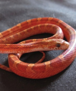 Serpent des blés Blood Red à vendre