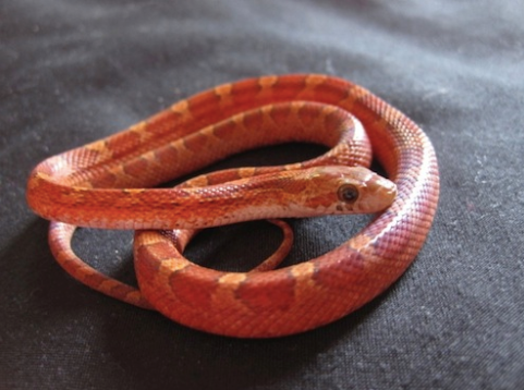 Serpent des blés Blood Red à vendre