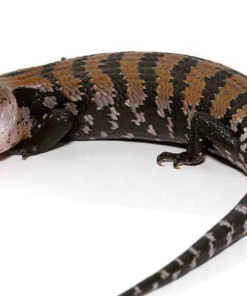 Scinque à langue bleue (Tiliqua gigas) à vendre