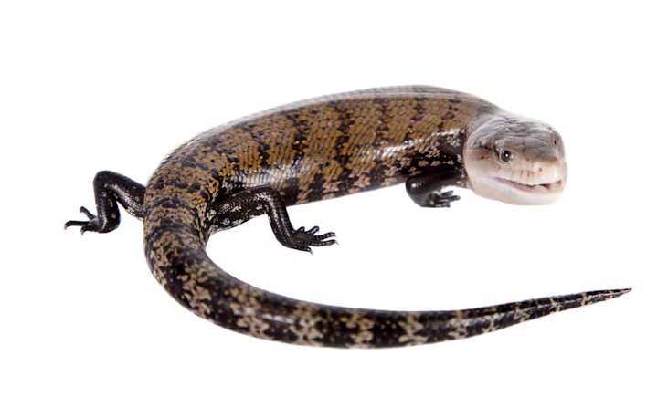 Scinque à langue bleue (Tiliqua gigas) à vendre