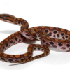 Boa arc-en-ciel brésilien à vendre (Epicrates cenchria)