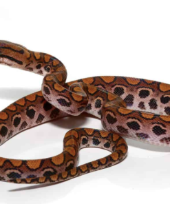 Boa arc-en-ciel brésilien à vendre (Epicrates cenchria)