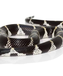 Serpent Roi de Californie à vendre