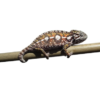 Caméléon Carpet (Furcifer lateralis) à vendre
