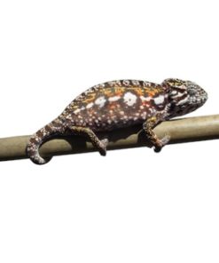 Caméléon Carpet (Furcifer lateralis) à vendre