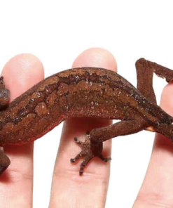 Gecko Chat à vendre – Aeluroscalabotes felinus