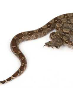 Boa d’Amérique Centrale à vendre