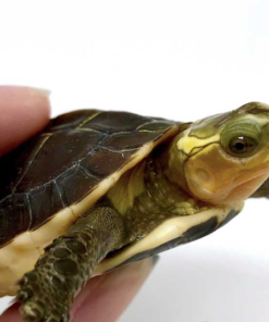 Tortue-boîte chinoise à vendre (Chinese Box Turtle)
