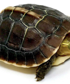Tortue-boîte chinoise à vendre (Chinese Box Turtle)