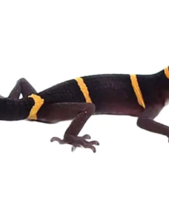 Gecko des Cavernes Chinois (Goniurosaurus luii) à vendre