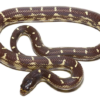 Chocolate California Kingsnake à vendre