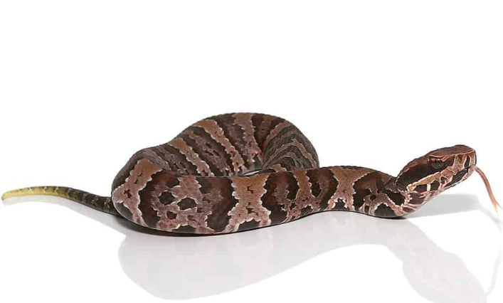 Serpent Cottonmouth Water Moccasin à vendre (Agkistrodon piscivorus)