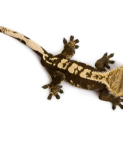 Gecko à Crête (Correlophus ciliatus) à vendre