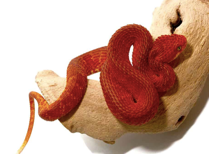 Vipère arboricole Squamigera rouge cramoisi (Atheris squamigera)
