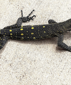 Varan crocodile (Varanus salvadorii) à vendre