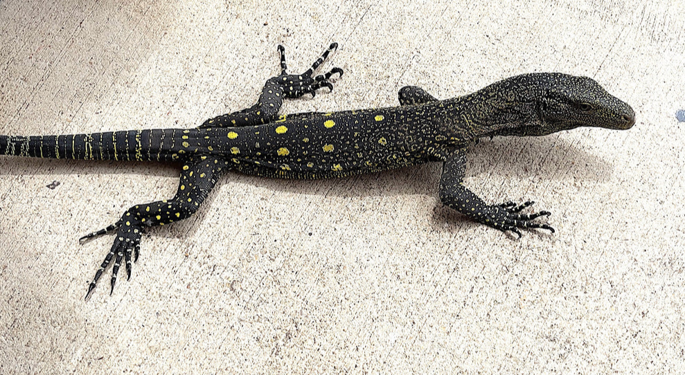 Varan crocodile (Varanus salvadorii) à vendre