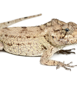 Vente de Faux Caméléons Cubains – Anolis rares à acheter en ligne