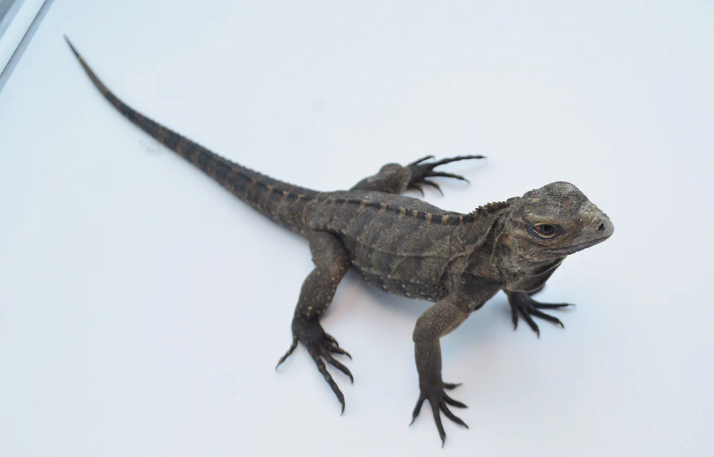 Iguane Rocheux Cubain (Cyclura nubila) à vendre