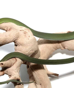 Eastern Green Mamba à vendre