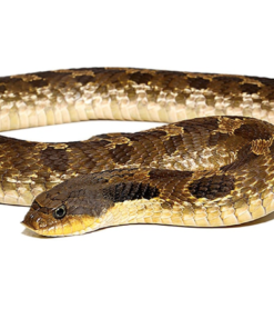 Acheter Serpent Hognose de l’Est – Heterodon platirhinos à prix abordable