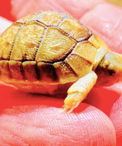 Acheter Tortue Égyptienne en Ligne