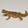 Uromastyx Égyptien à Vendre