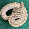 Butter Ball Python à vendre