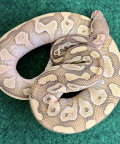 Butter Ball Python à vendre