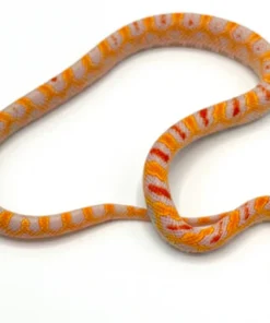 Serpent des blés Extreme Reverse Albino Okeetee