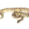 Fire Ball Python à vendre