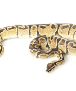 Fire Ball Python à vendre