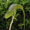 Caméléon à Quatre Cornes (Trioceros quadricornis) à vendre