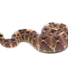 Gabino Vipers à vendre – Hybrides rares de Vipère du Gabon et Vipère Rhinocéros