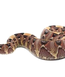 Gabino Vipers à vendre – Hybrides rares de Vipère du Gabon et Vipère Rhinocéros