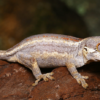 Gargoyle Gecko à vendre – Rhacodactylus auriculatus d’élevage