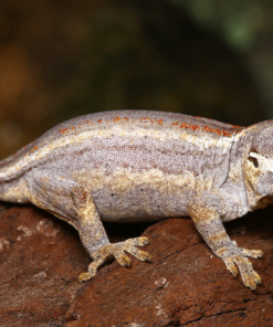 Gargoyle Gecko à vendre – Rhacodactylus auriculatus d’élevage