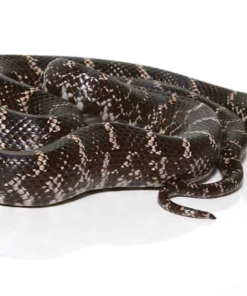 Ghost Kingsnake à vendre