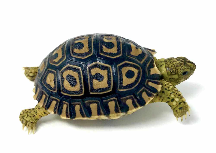 Tortue Léopard Géante d’Afrique du Sud (Pardalis pardalis) à vendre