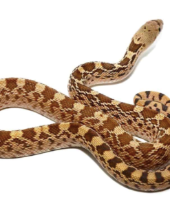 Acheter un serpent Gopher